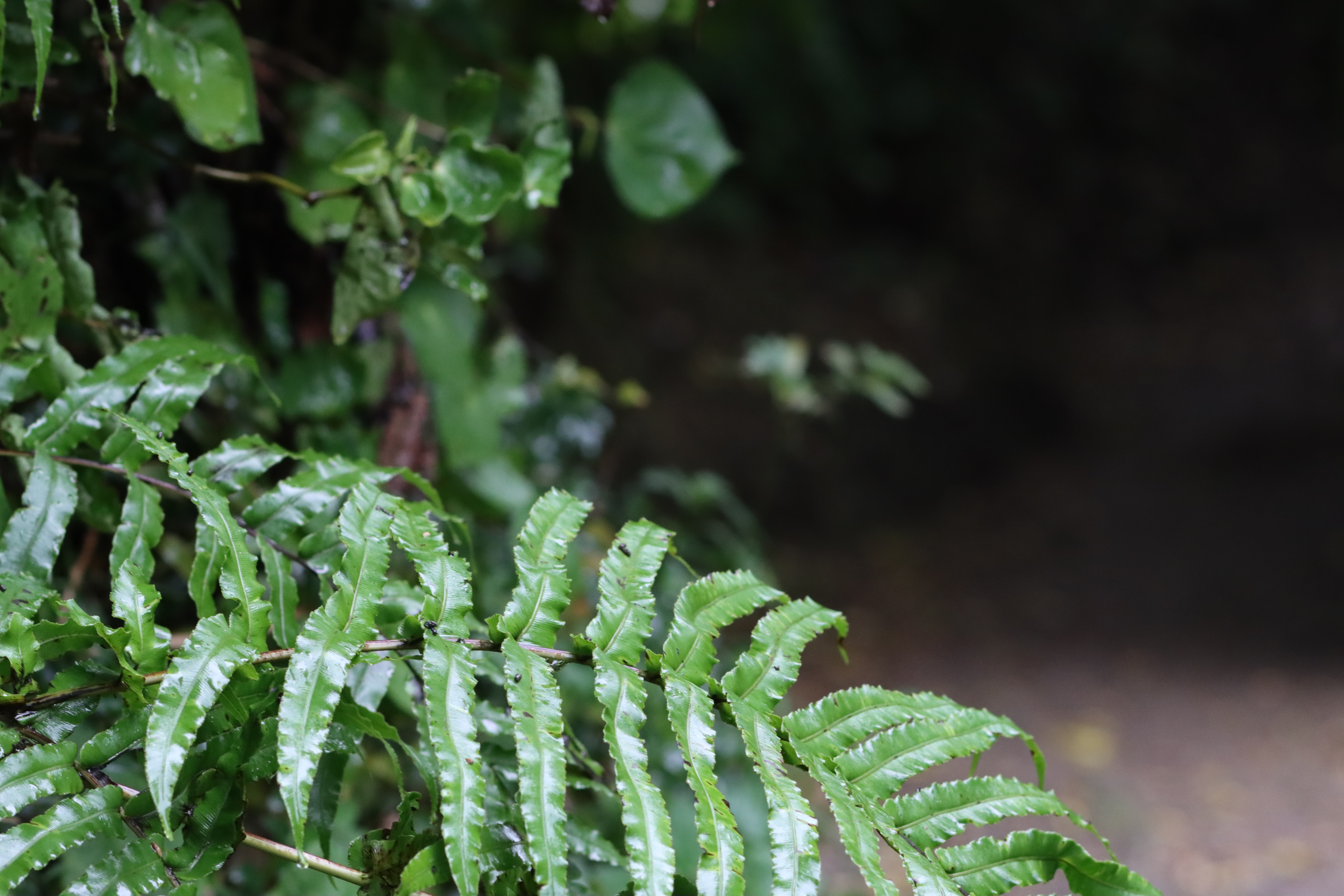 IMG_5880-v2.JPG IMG 5880 v2