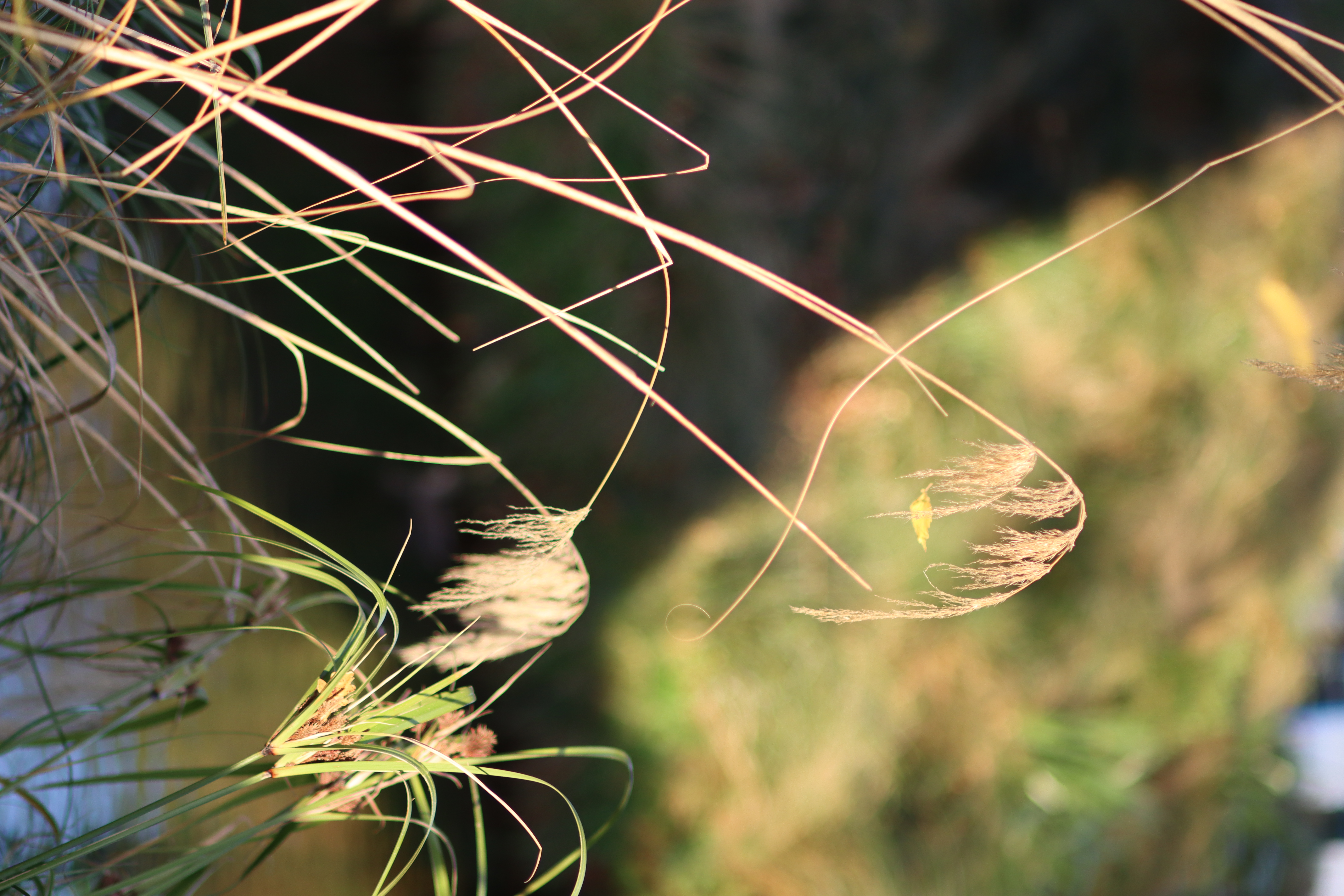 IMG_3994-v2.JPG IMG 3994 v2