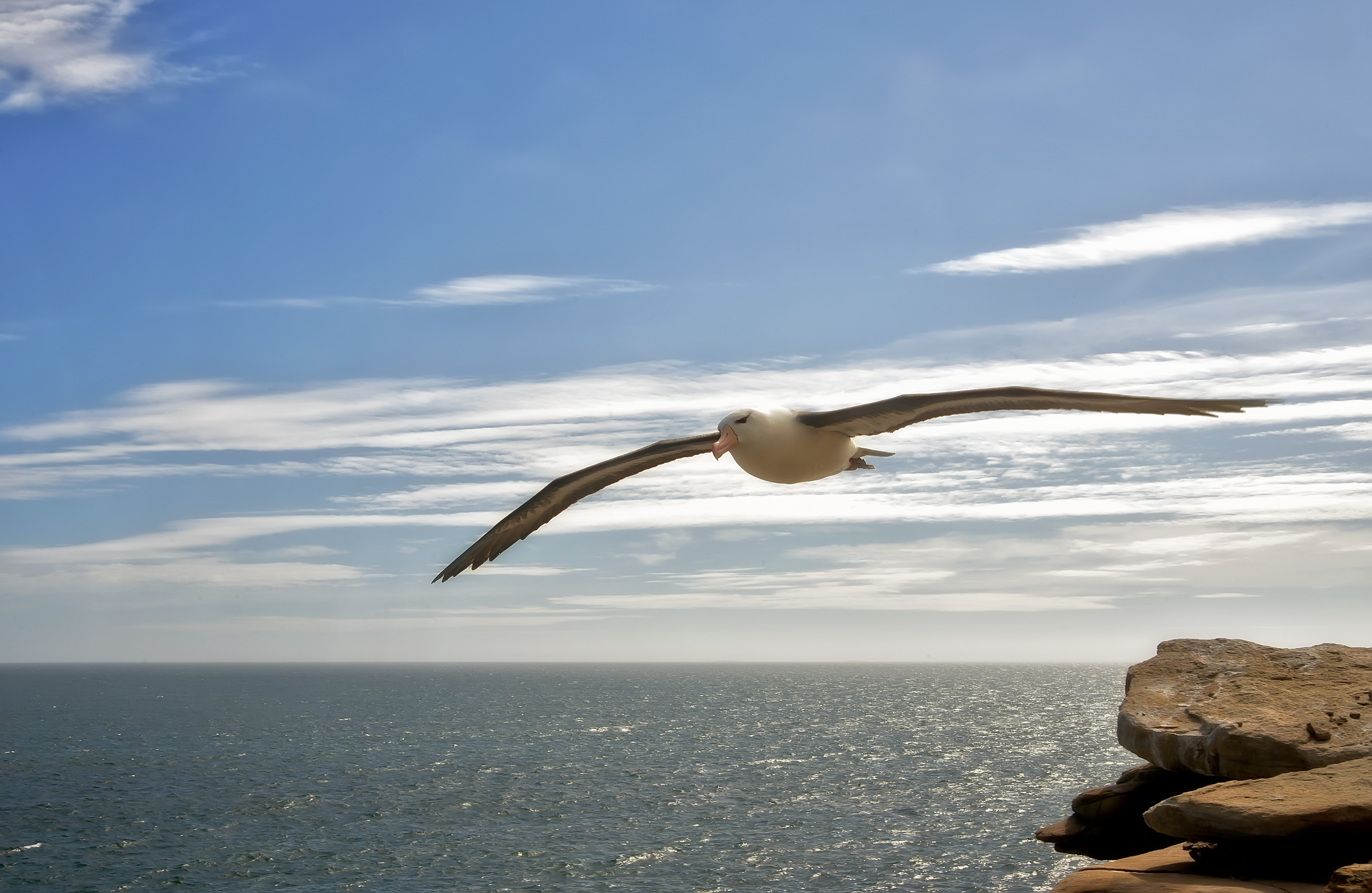 Toroa albatross