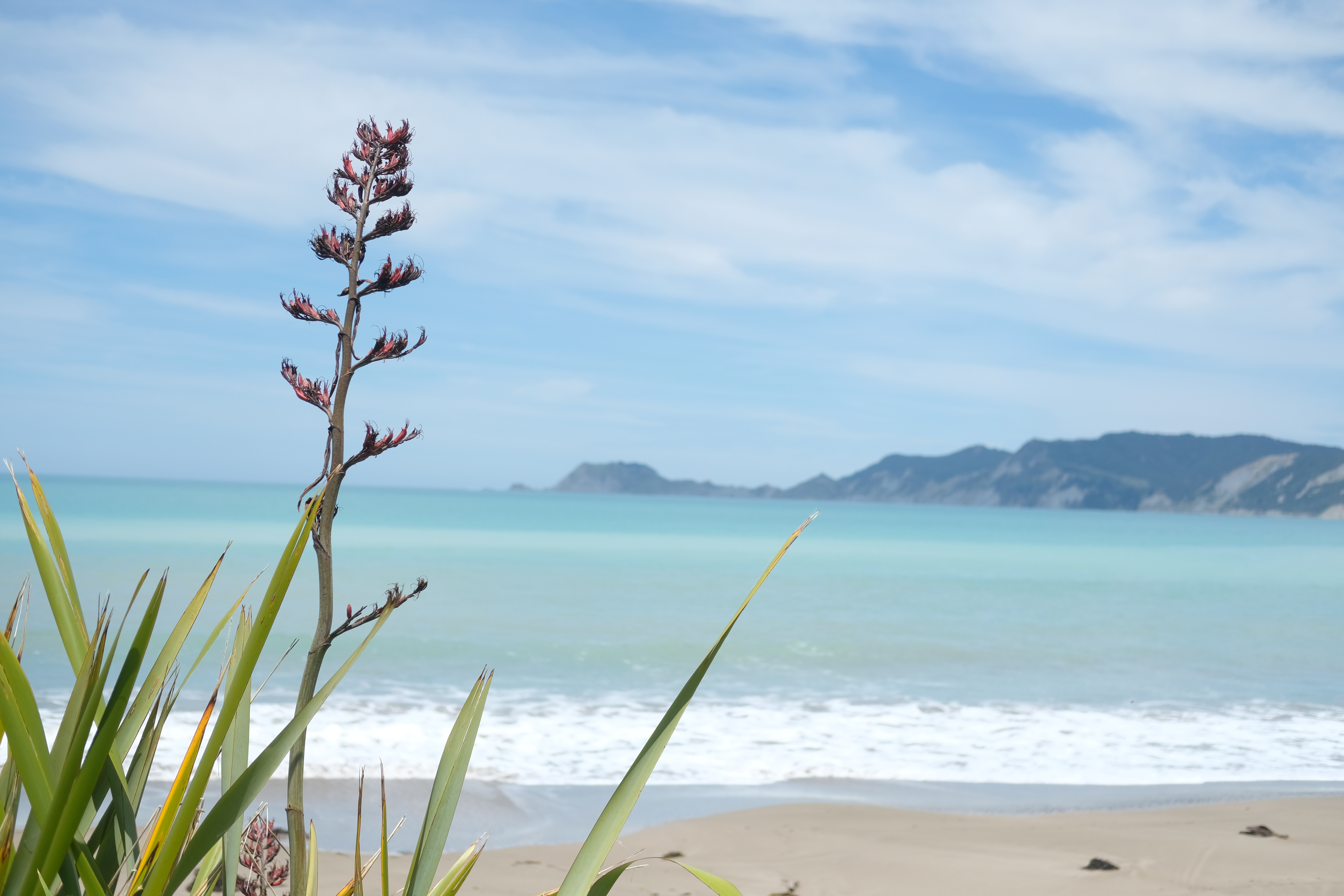Harris-whanau.JPG Harris whanau