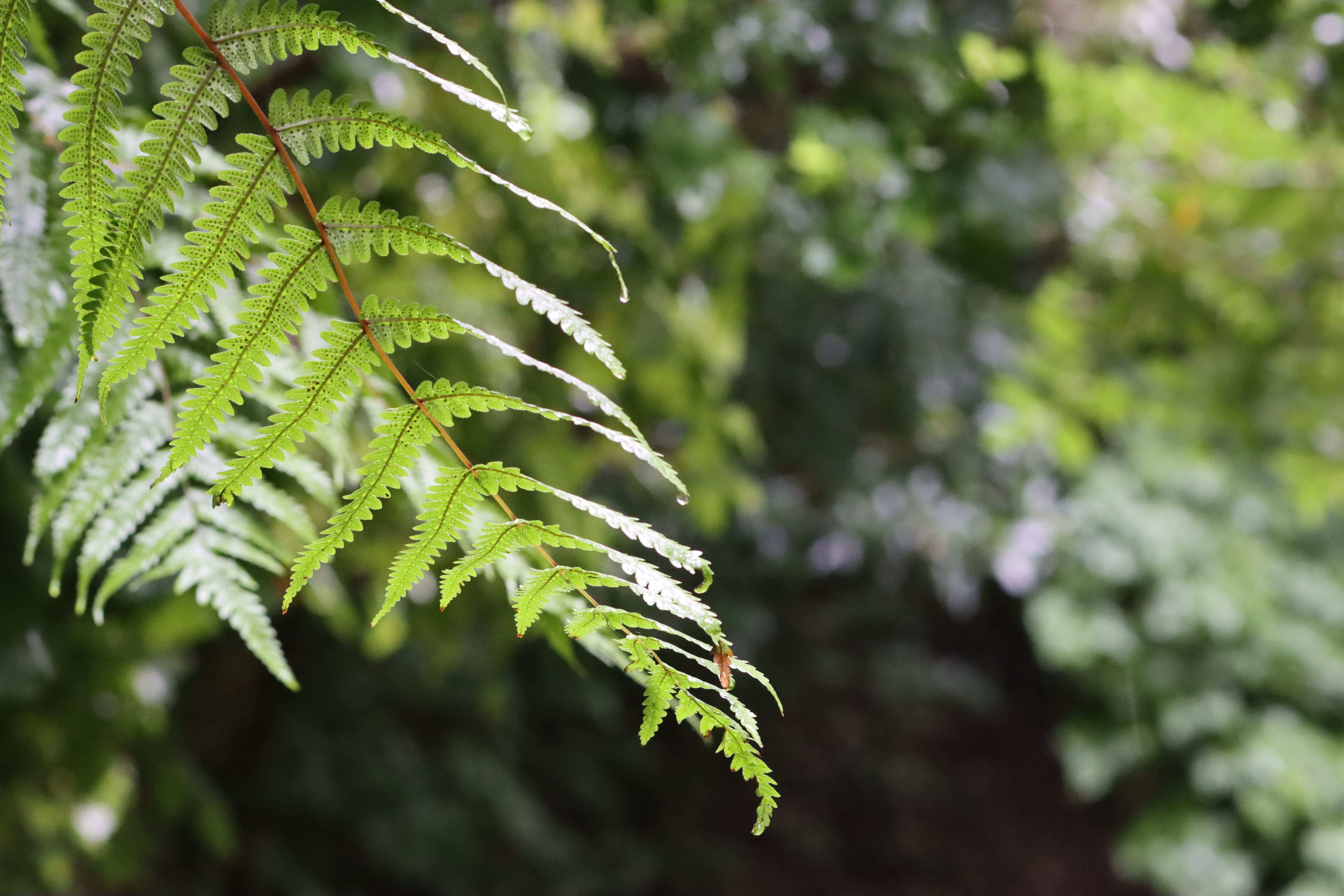 IMG_5882-v3.JPG IMG 5882 v3