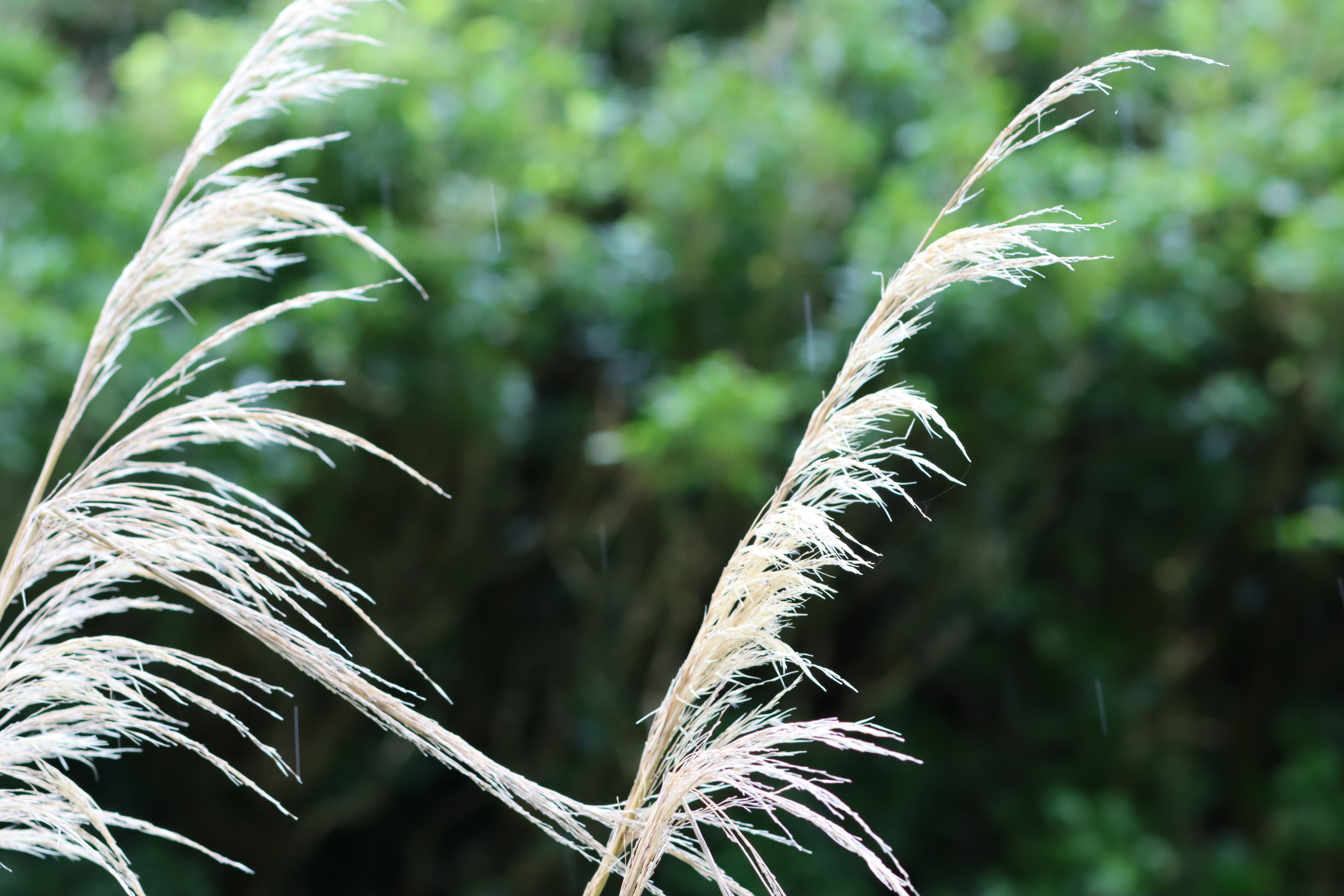 IMG_5833-v2.JPG IMG 5833 v2