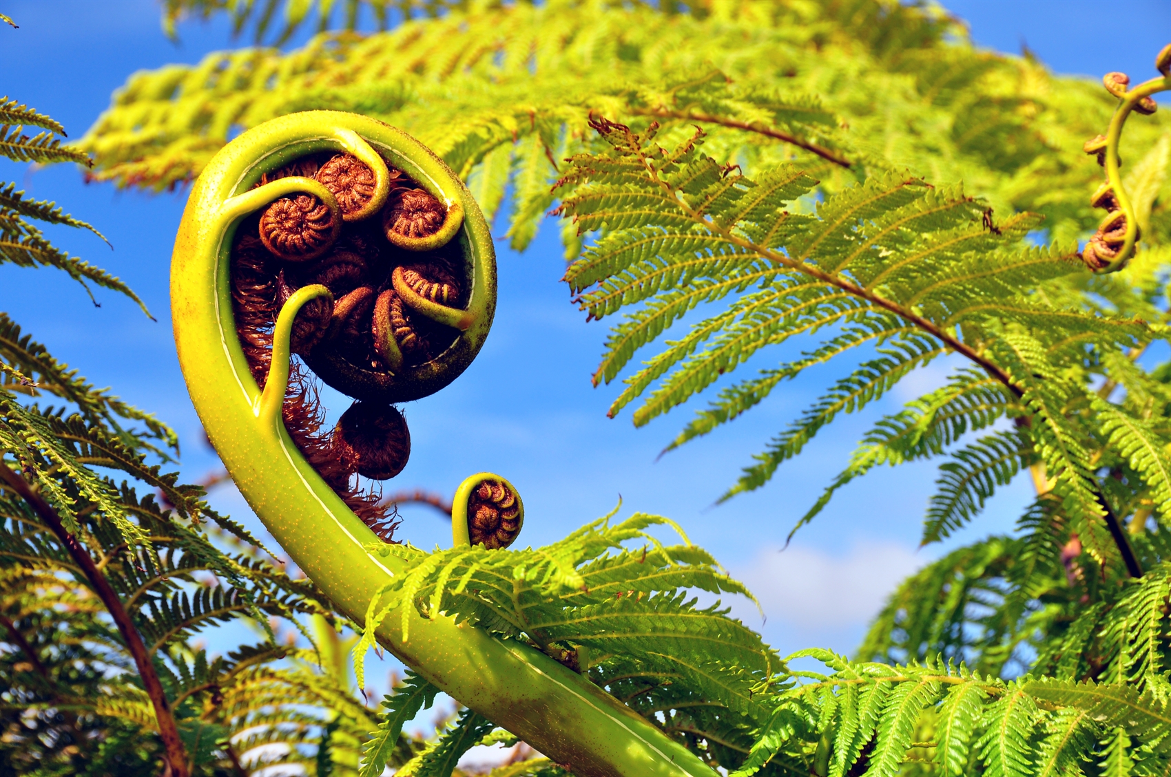 Fern frond