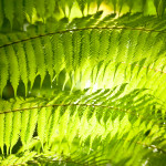 Ferns with Sunlight