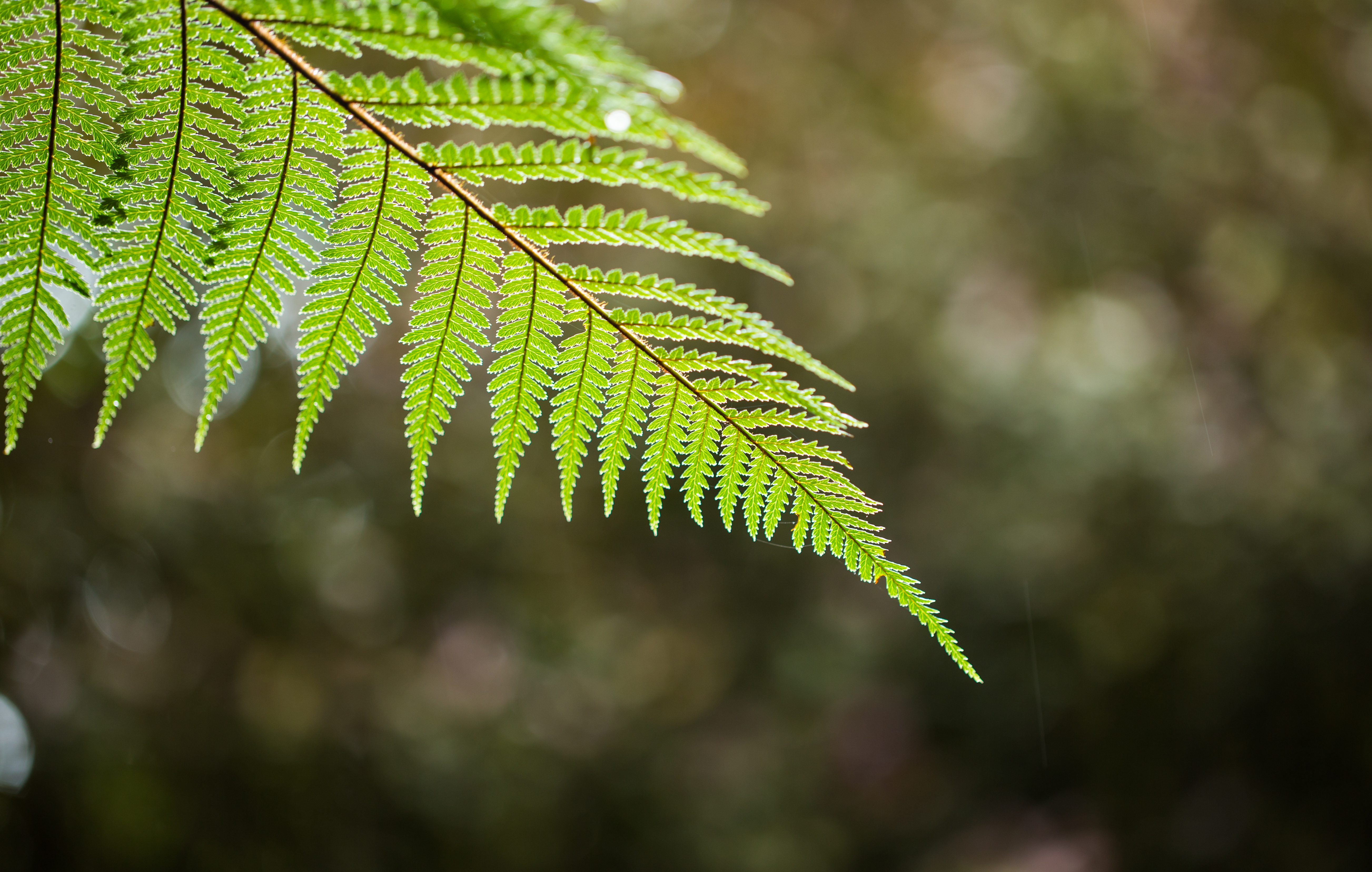 Fern6