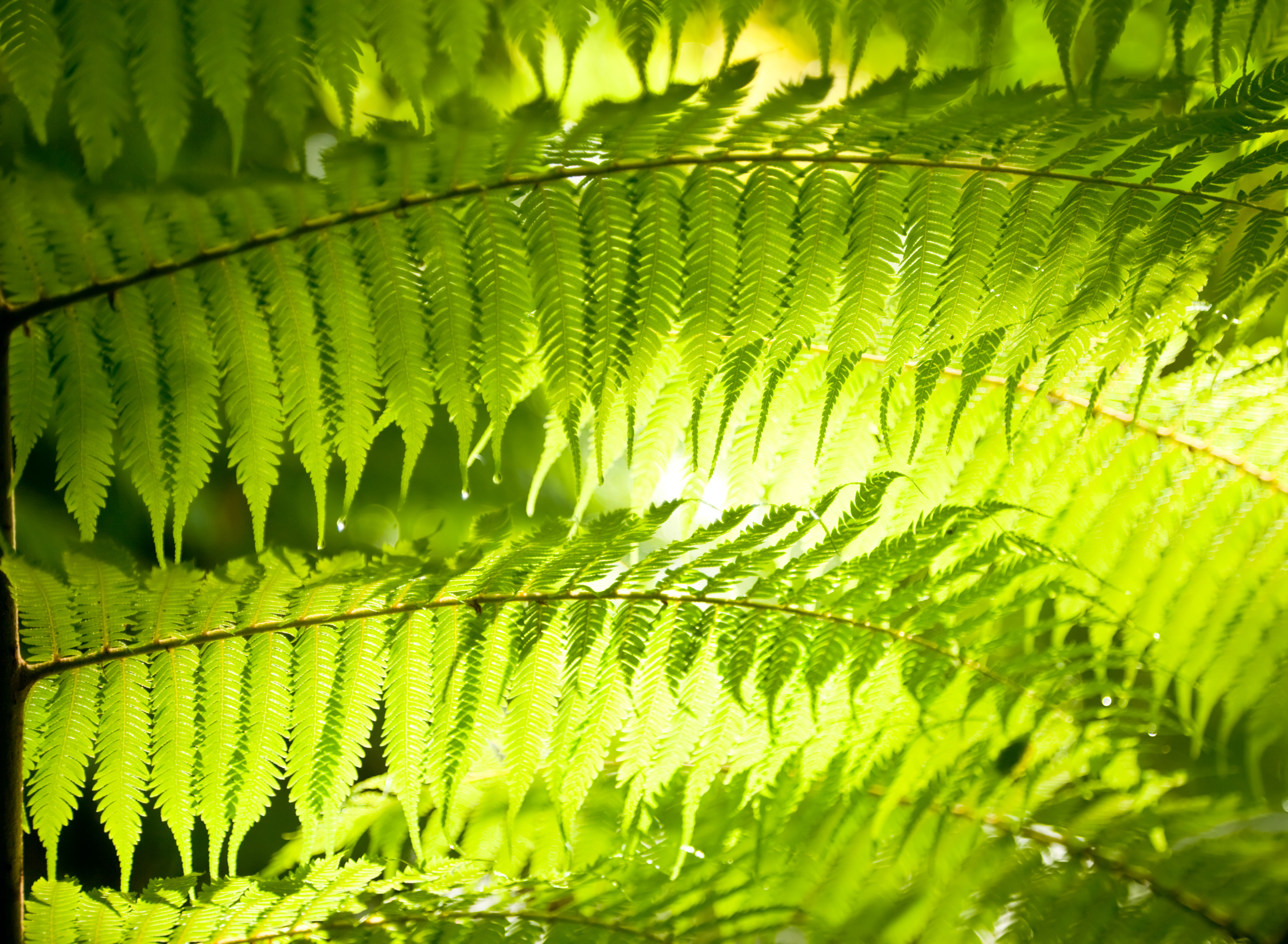 Ferns with Sunlight