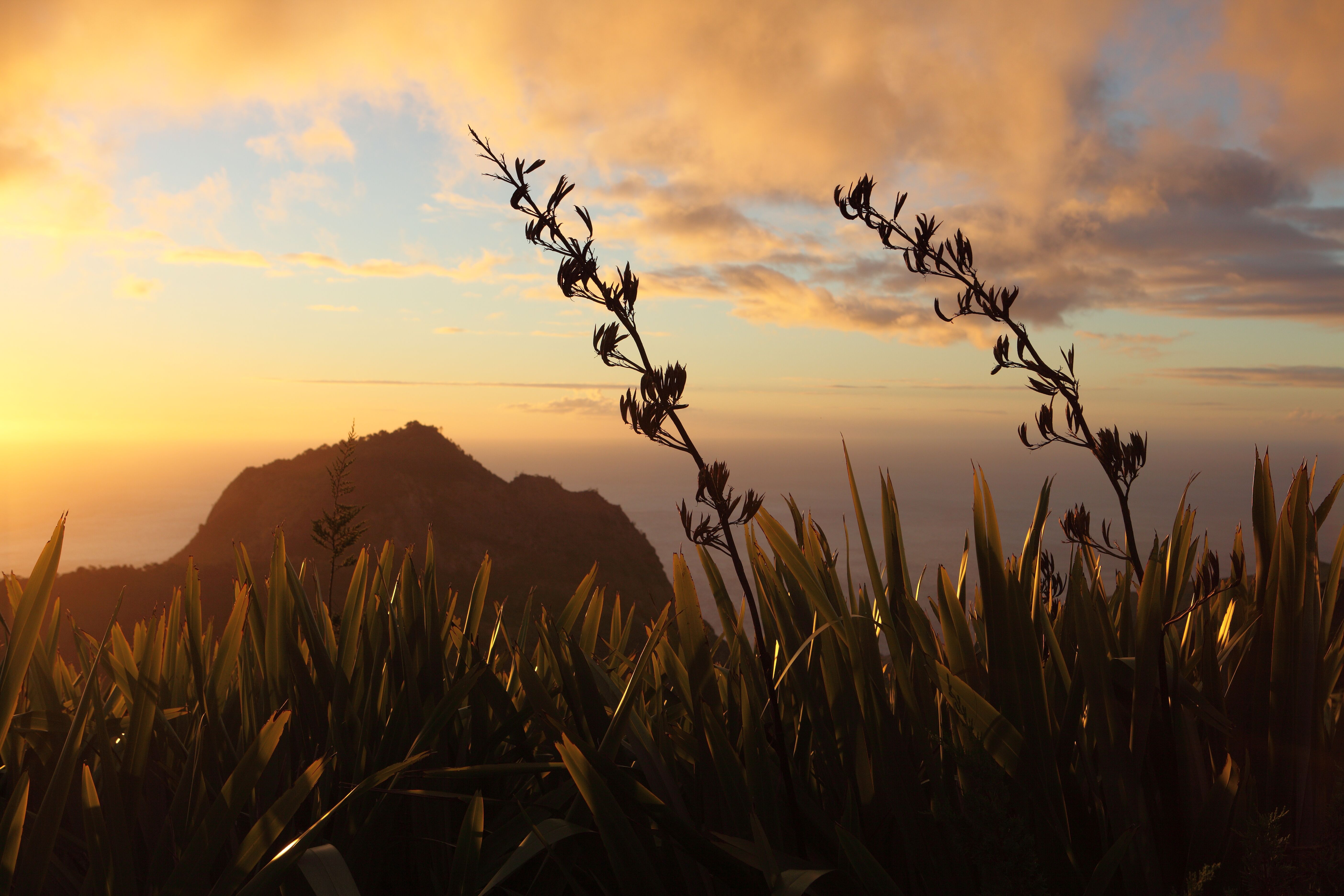 Sunset with harakeke flowers