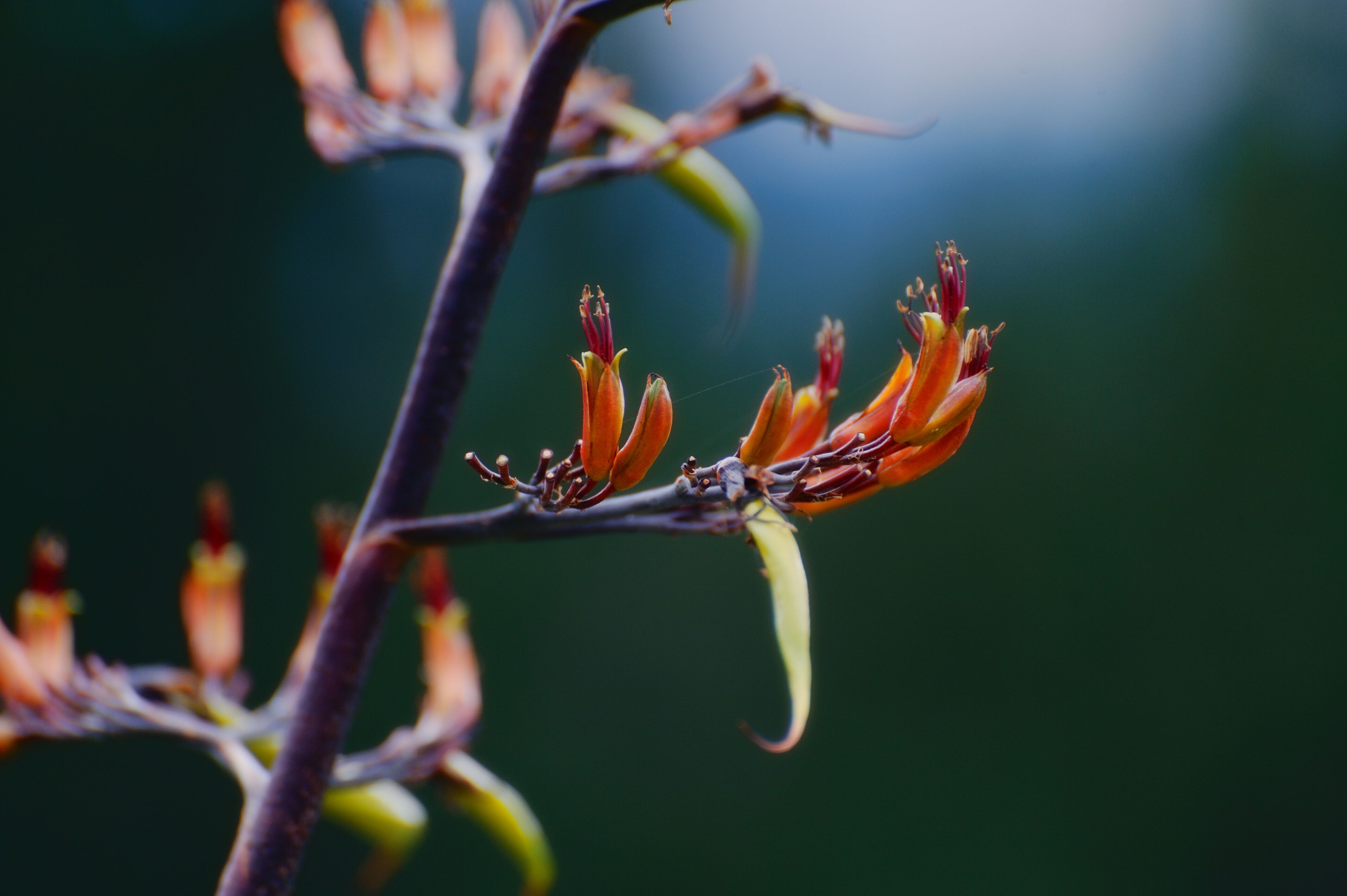 Harakeke flax flowers