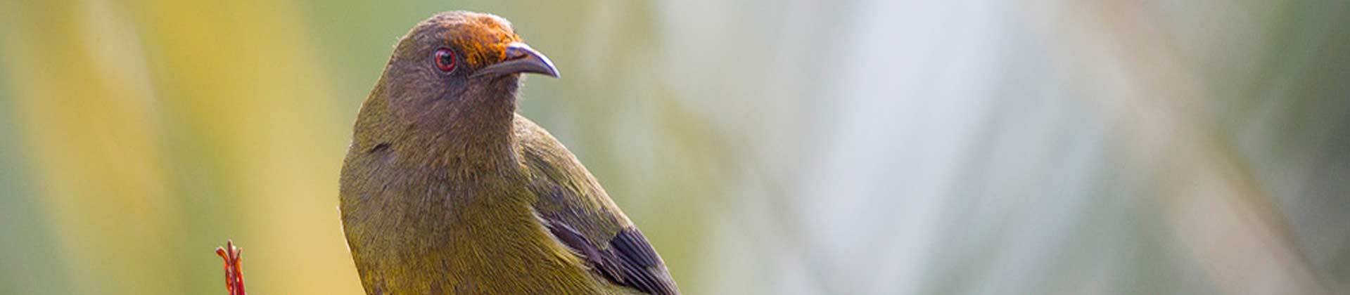 Korimako bellbird