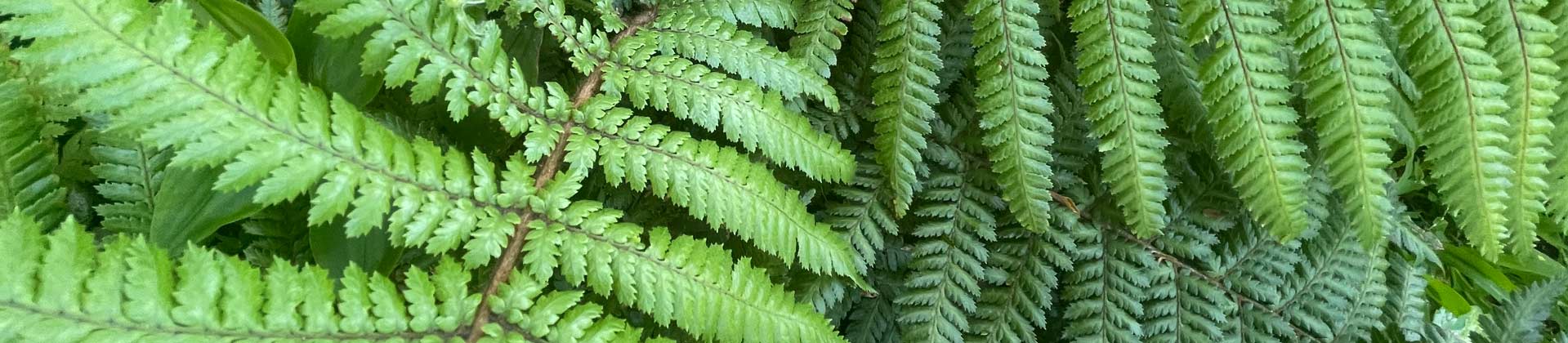 Ferns