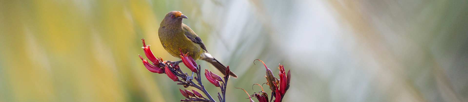 Korimako bellbird