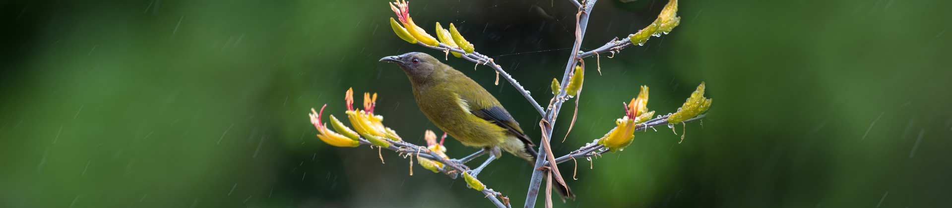 Korimako bellbird